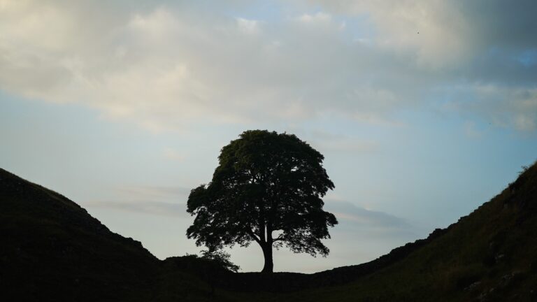 28 Years Later Director Explains Appearance of Britain’s Most Iconic Tree, Despite Vandals Chopping It Down
