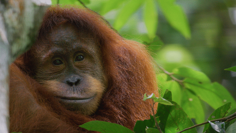 How Disney and National Geographic Are Helping Us ‘Step Into Wonder’ and Make a Difference for Our Planet This Earth Day and Beyond